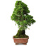 Juniperus chinensis Itoigawa, 30 cm, ± 9 ans