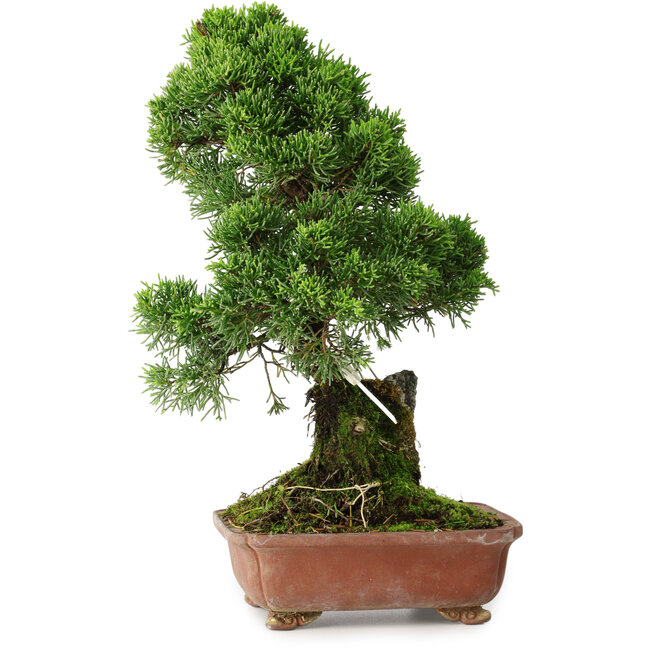 Juniperus chinensis Itoigawa, 30 cm, ± 9 Jahre alt