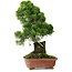 Juniperus chinensis Itoigawa, 30 cm, ± 9 ans