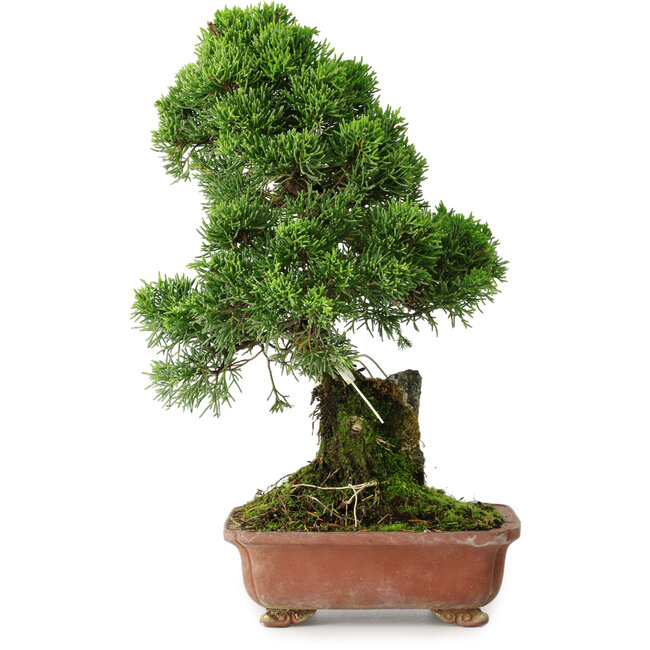 Juniperus chinensis Itoigawa, 30 cm, ± 9 ans