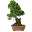 Juniperus chinensis Itoigawa, 30 cm, ± 9 ans
