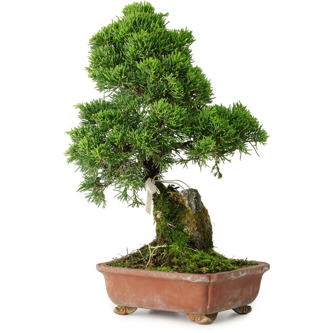 Juniperus chinensis Itoigawa, 30 cm, ± 9 jaar oud