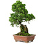 Juniperus chinensis Itoigawa, 30 cm, ± 9 years old