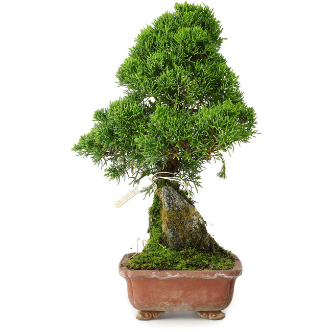 Juniperus chinensis Itoigawa, 30 cm, ± 9 ans