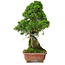 Juniperus chinensis Itoigawa, 30 cm, ± 9 Jahre alt