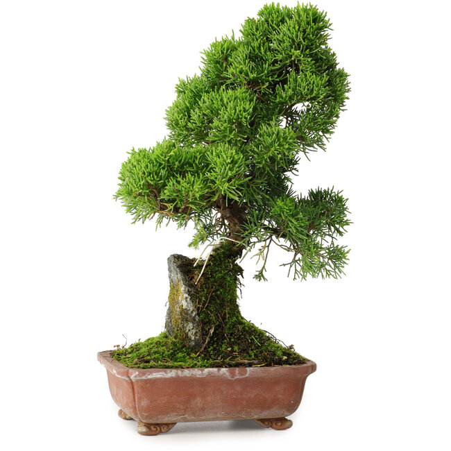 Juniperus chinensis Itoigawa, 30 cm, ± 9 anni