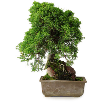 Juniperus chinensis Itoigawa, 30 cm, ± 9 years old