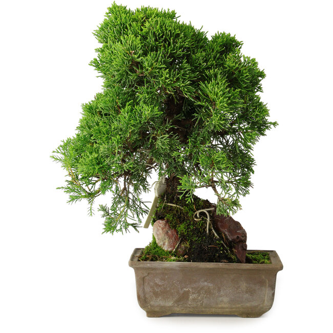 Juniperus chinensis Itoigawa, 30 cm, ± 9 anni