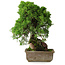 Juniperus chinensis Itoigawa, 30 cm, ± 9 anni
