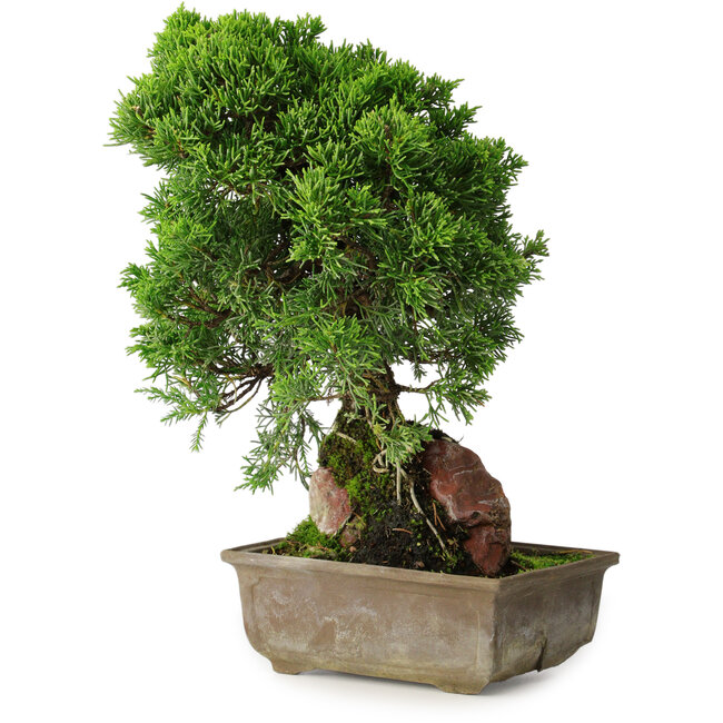 Juniperus chinensis Itoigawa, 30 cm, ± 9 years old