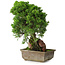 Juniperus chinensis Itoigawa, 30 cm, ± 9 anni