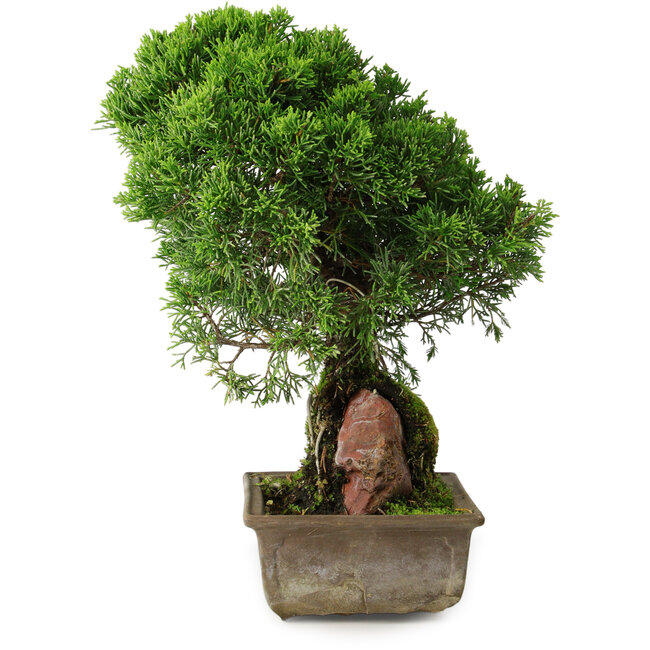 Juniperus chinensis Itoigawa, 30 cm, ± 9 jaar oud