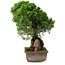 Juniperus chinensis Itoigawa, 30 cm, ± 9 anni