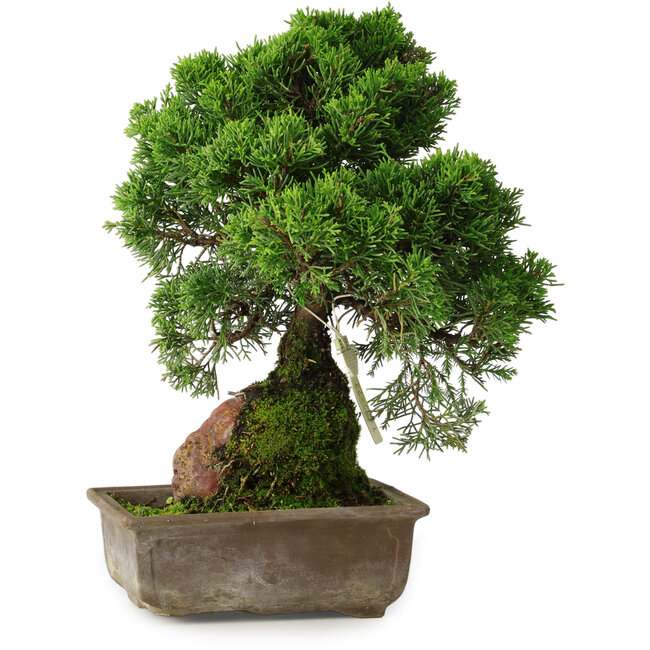 Juniperus chinensis Itoigawa, 30 cm, ± 9 ans