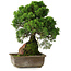 Juniperus chinensis Itoigawa, 30 cm, ± 9 anni