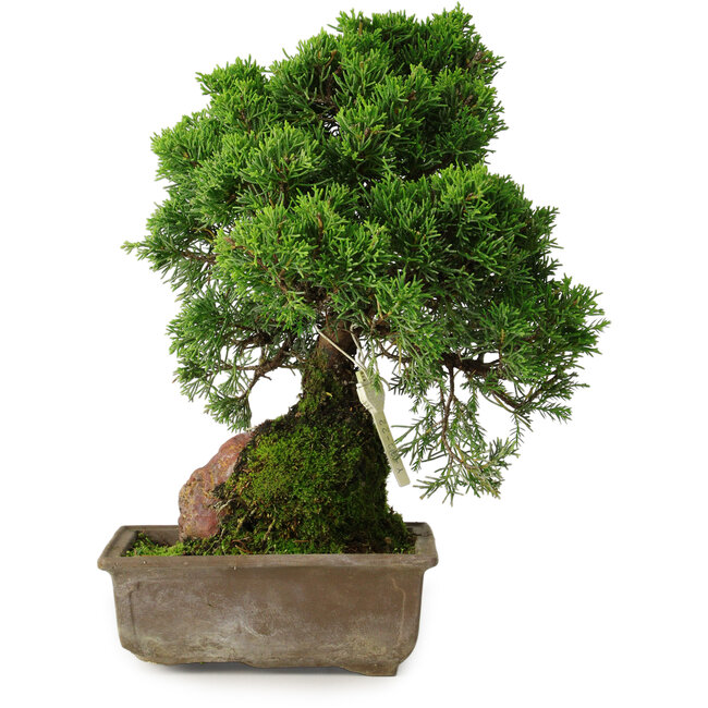 Juniperus chinensis Itoigawa, 30 cm, ± 9 jaar oud