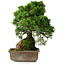 Juniperus chinensis Itoigawa, 30 cm, ± 9 anni