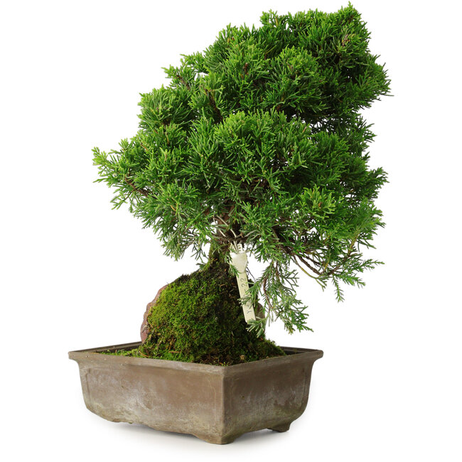 Juniperus chinensis Itoigawa, 30 cm, ± 9 ans