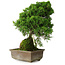 Juniperus chinensis Itoigawa, 30 cm, ± 9 anni
