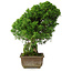Juniperus chinensis Itoigawa, 30 cm, ± 9 ans