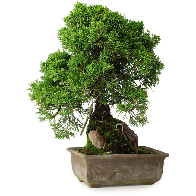 Juniperus chinensis Itoigawa, 30 cm, ± 9 years old