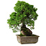 Juniperus chinensis Itoigawa, 30 cm, ± 9 anni