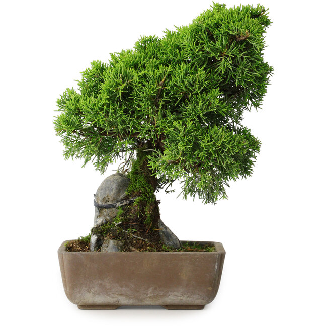 Juniperus chinensis Itoigawa, 29 cm, ± 9 Jahre alt