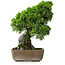 Juniperus chinensis Itoigawa, 29 cm, ± 9 anni