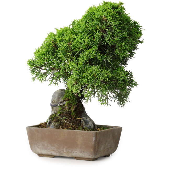 Juniperus chinensis Itoigawa, 29 cm, ± 9 years old