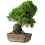 Juniperus chinensis Itoigawa, 29 cm, ± 9 years old