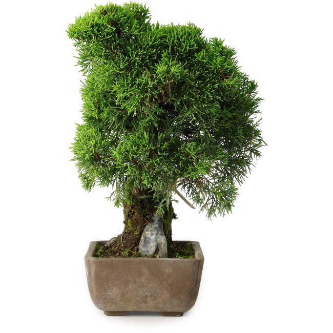 Juniperus chinensis Itoigawa, 29 cm, ± 9 Jahre alt