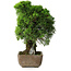 Juniperus chinensis Itoigawa, 29 cm, ± 9 ans