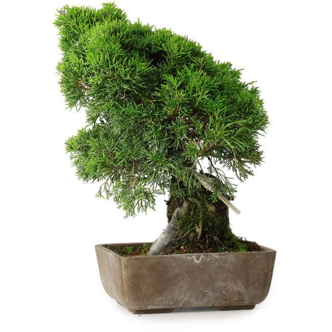 Juniperus chinensis Itoigawa, 29 cm, ± 9 ans