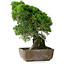 Juniperus chinensis Itoigawa, 29 cm, ± 9 jaar oud