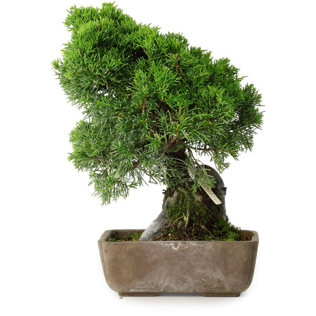 Juniperus chinensis Itoigawa, 29 cm, ± 9 Jahre alt