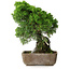 Juniperus chinensis Itoigawa, 29 cm, ± 9 años