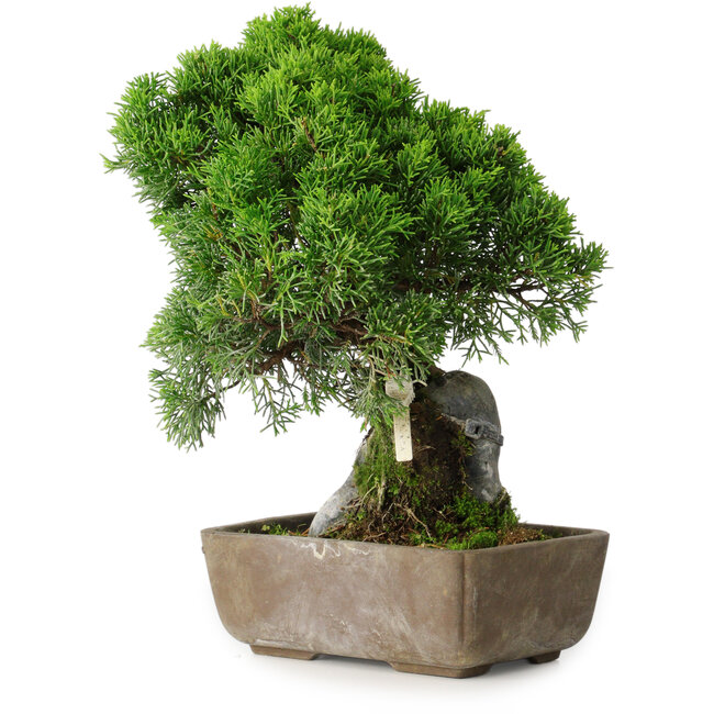 Juniperus chinensis Itoigawa, 29 cm, ± 9 years old