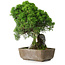 Juniperus chinensis Itoigawa, 29 cm, ± 9 Jahre alt