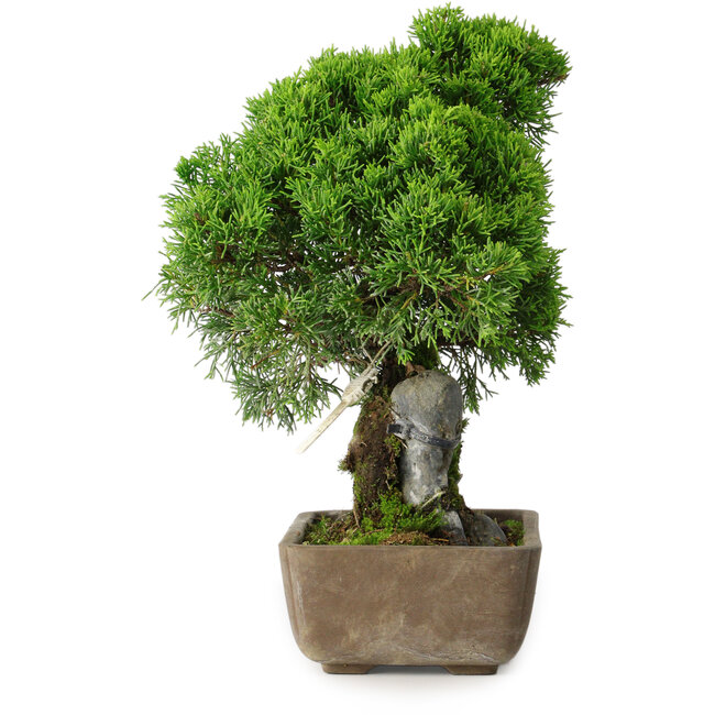Juniperus chinensis Itoigawa, 29 cm, ± 9 ans