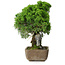 Juniperus chinensis Itoigawa, 29 cm, ± 9 ans
