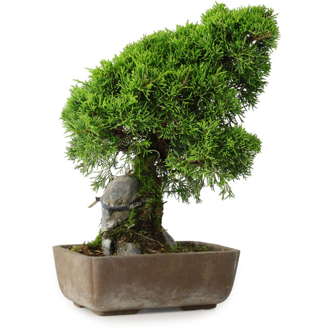 Juniperus chinensis Itoigawa, 29 cm, ± 9 jaar oud