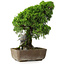 Juniperus chinensis Itoigawa, 29 cm, ± 9 jaar oud