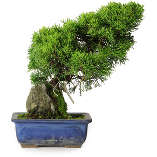 Juniperus chinensis Itoigawa, 26 cm, ± 9 anni