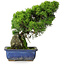 Juniperus chinensis Itoigawa, 26 cm, ± 9 años