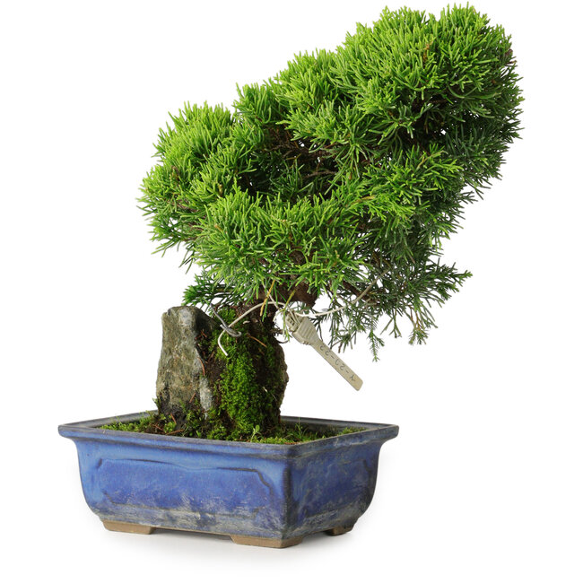 Juniperus chinensis Itoigawa, 26 cm, ± 9 ans