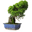 Juniperus chinensis Itoigawa, 26 cm, ± 9 years old