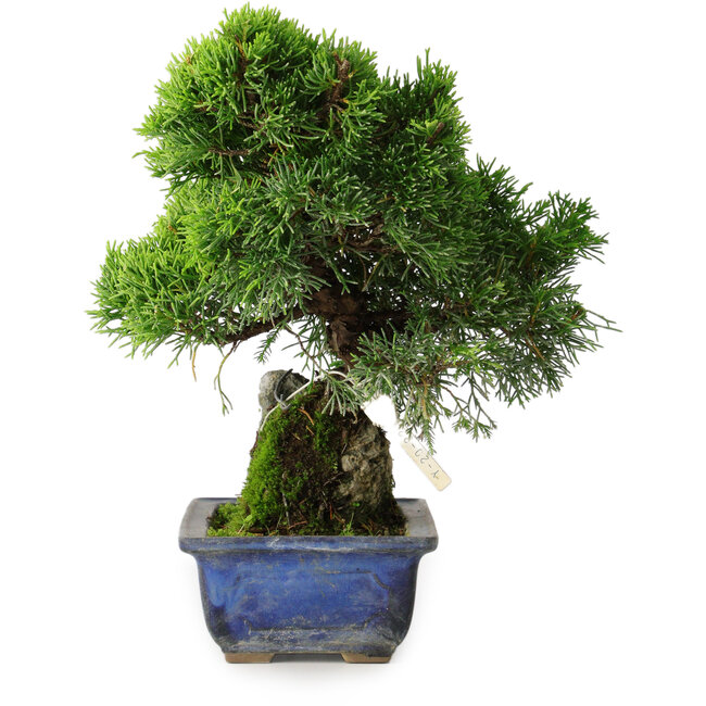 Juniperus chinensis Itoigawa, 26 cm, ± 9 Jahre alt