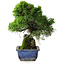 Juniperus chinensis Itoigawa, 26 cm, ± 9 años