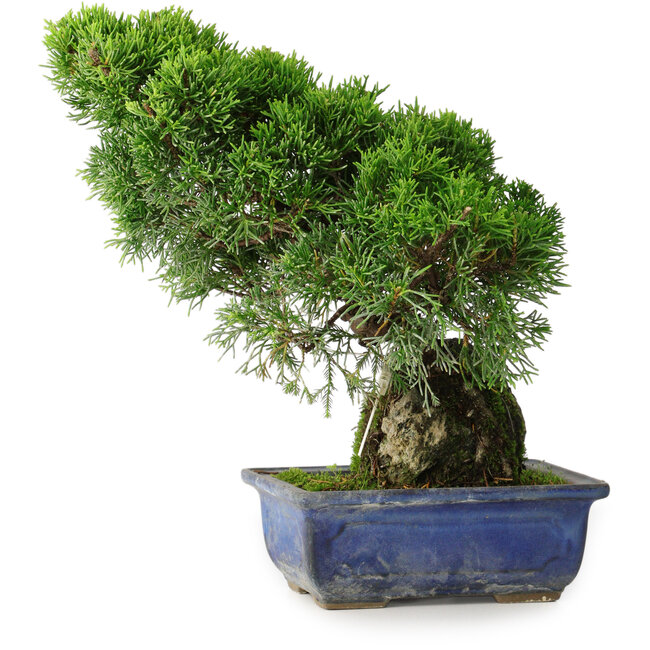Juniperus chinensis Itoigawa, 26 cm, ± 9 Jahre alt