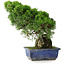 Juniperus chinensis Itoigawa, 26 cm, ± 9 Jahre alt